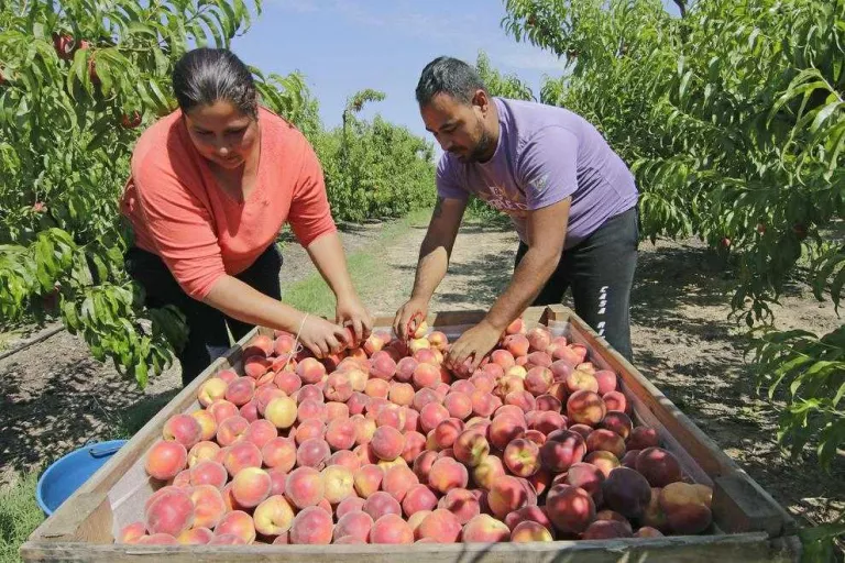 Preu ruïnós de la fruita de pinyol, arrossegat per la de baixa qualitat