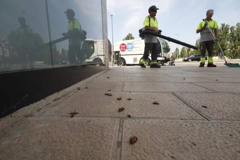 La fumigació contra els escarabats a Cappont acaba amb desenes d’aquests