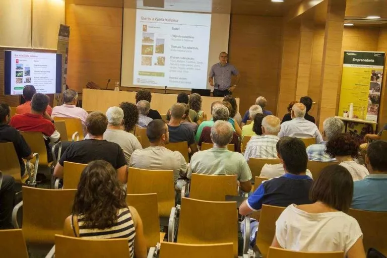 Agricultura admet el risc que arribi el bacteri devastador per a l’olivera