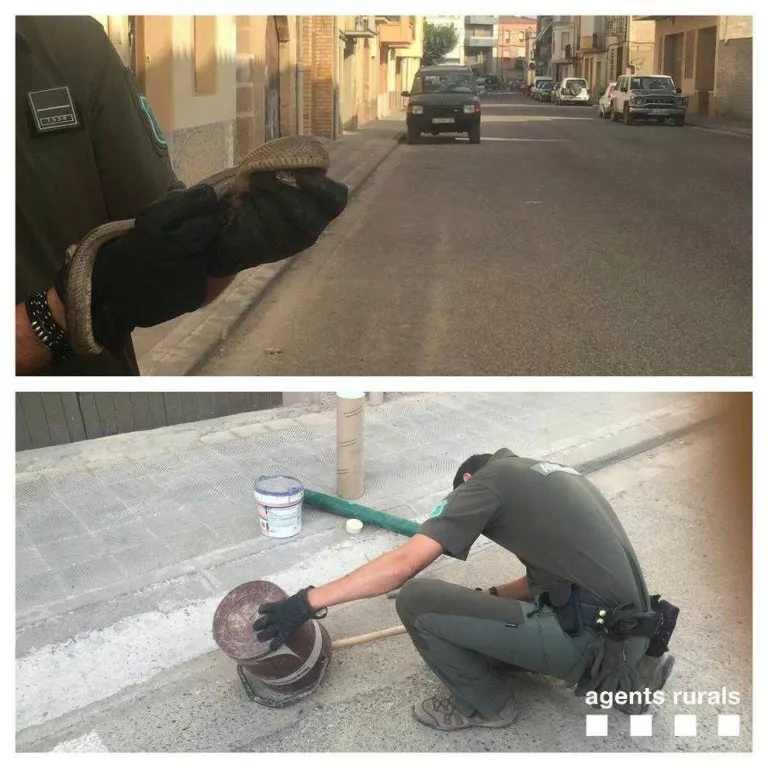 Els Agents Rurals capturen una serp agressiva a Castelldans