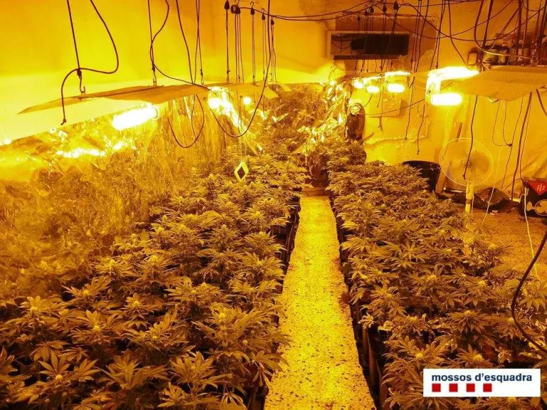 Detingut per conrear 184 plantes de marihuana en un habitatge de Balaguer