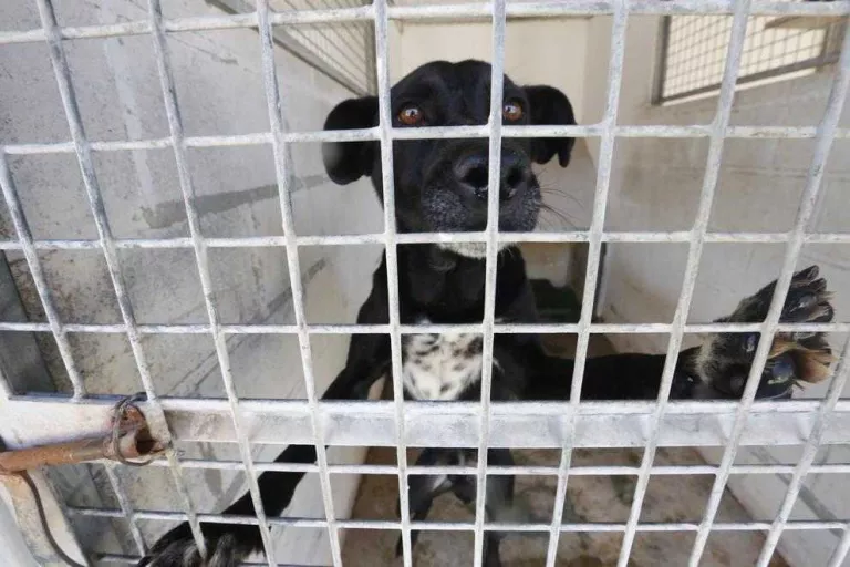 Inversió de 120.000 euros a la gossera per benestar animal