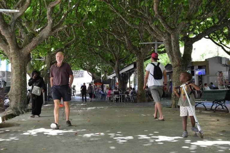 La Seu fumiga els arbres centenaris del passeig per combatre una plaga del tigre del plataner