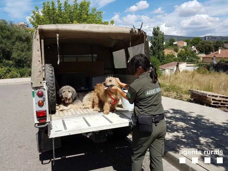 Rescatats una dotzena d’animals en mal estat a Conca de Dalt