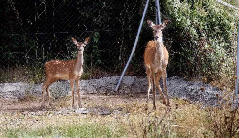 Naix un cérvol en captivitat a Juneda