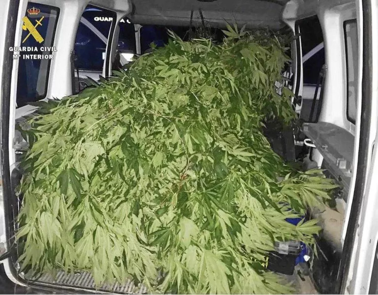 La Guàrdia Civil deté un veí de Lleida per conrear una plantació de marihuana a Ballobar