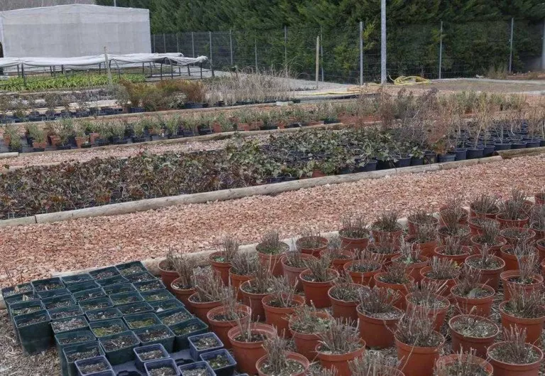 Els vivers municipals produeixen més de 22.000 arbustos i arbres