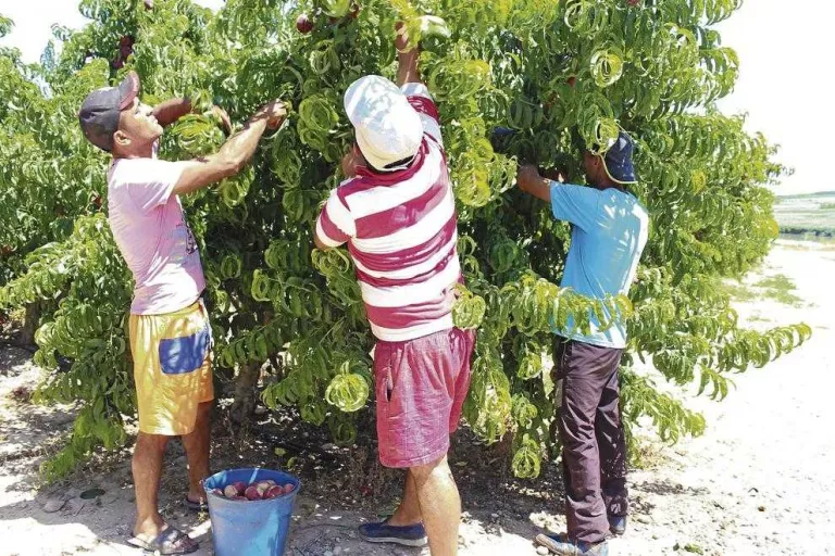 La crisi passa factura al preu de l’hectàrea de fruiters de pinyol, que cau gairebé un 4%