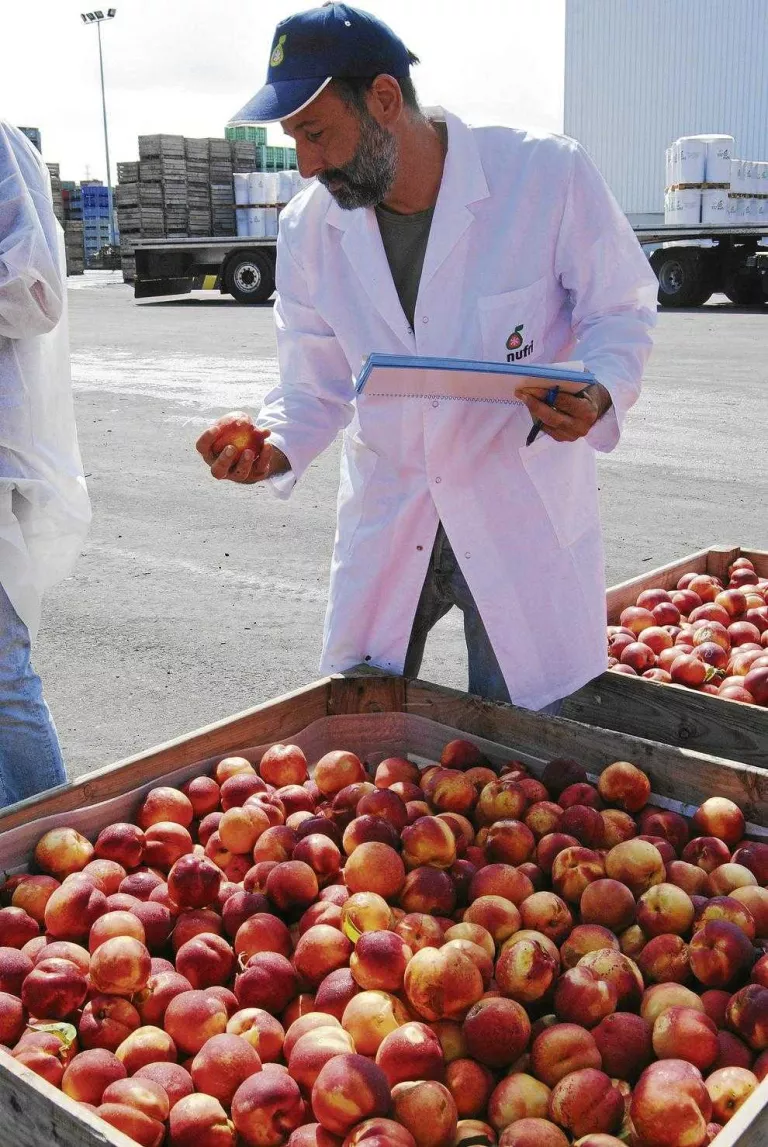 Lleida cobrarà com a màxim uns 2,75 milions per la fruita de pinyol retirada