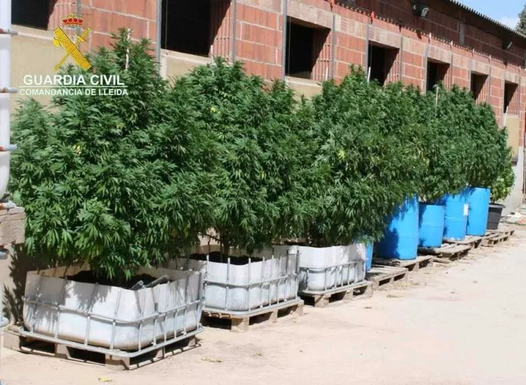 Troben 27 plantes de ‘maria’ d’1,5 metres en una granja de Balaguer