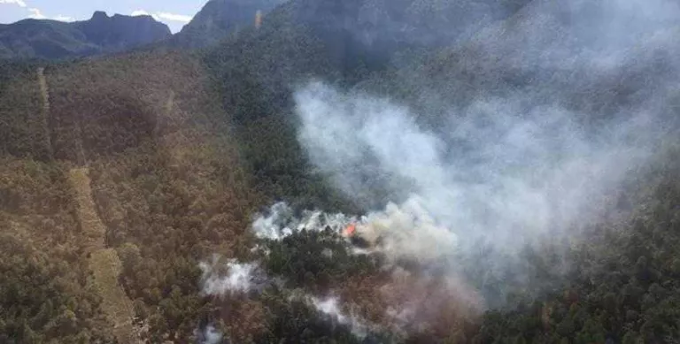 Un foc calcina vegetació en un bosc de Peramola