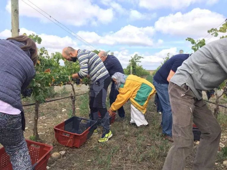 Verema popular per elaborar un vi solidari a Alfarràs