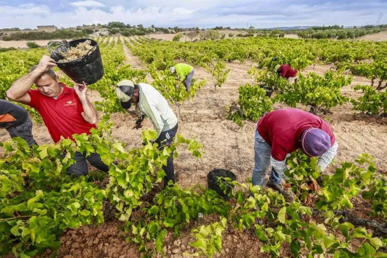 Tomàs Cusiné produirà fins a 300 ampolles de vi de ceps centenaris