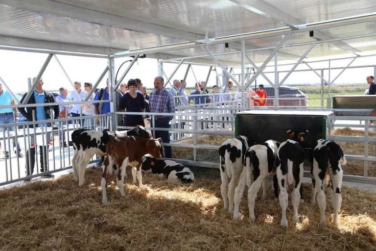 La cooperativa d’Ivars presenta un nou projecte de certificació de boví