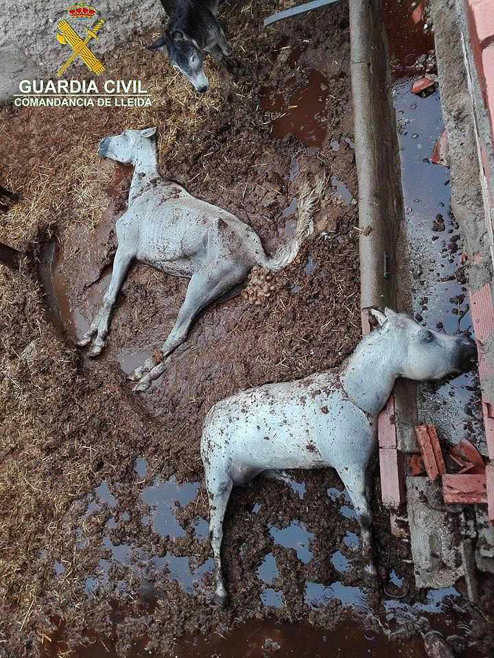 Detingut per deixar morir dos cavalls a Menàrguens