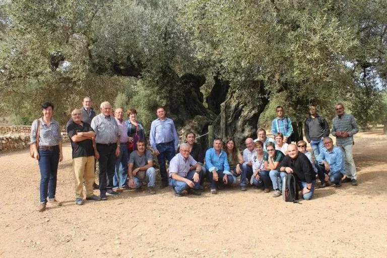 Productors del Pallars estudien comercialitzar oli d’alta gamma de deu varietats autòctones