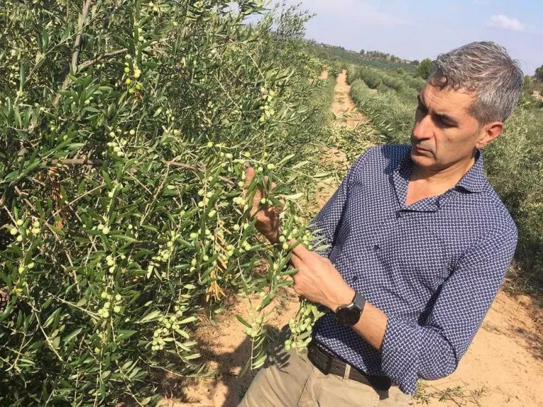 Grup Pons avança vint dies la collita d’olives per a un oli gourmet