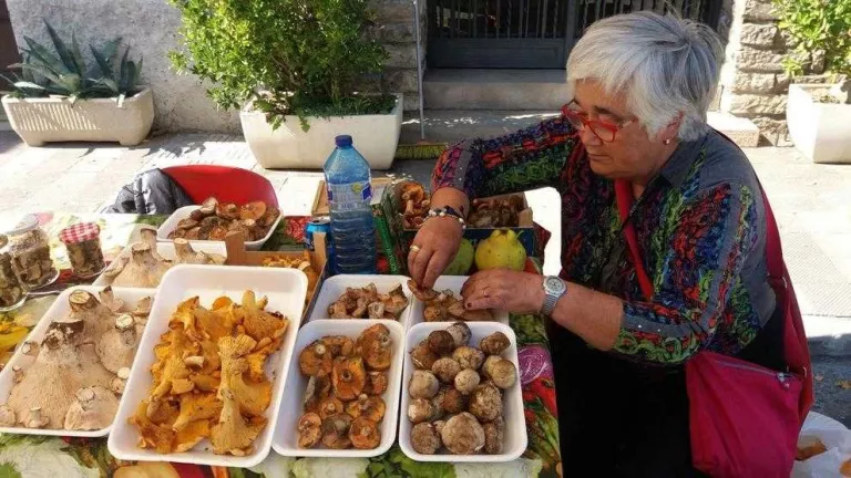 La pluja anima a la fi la campanya de bolets amb preus de 30 €/kg de ceps