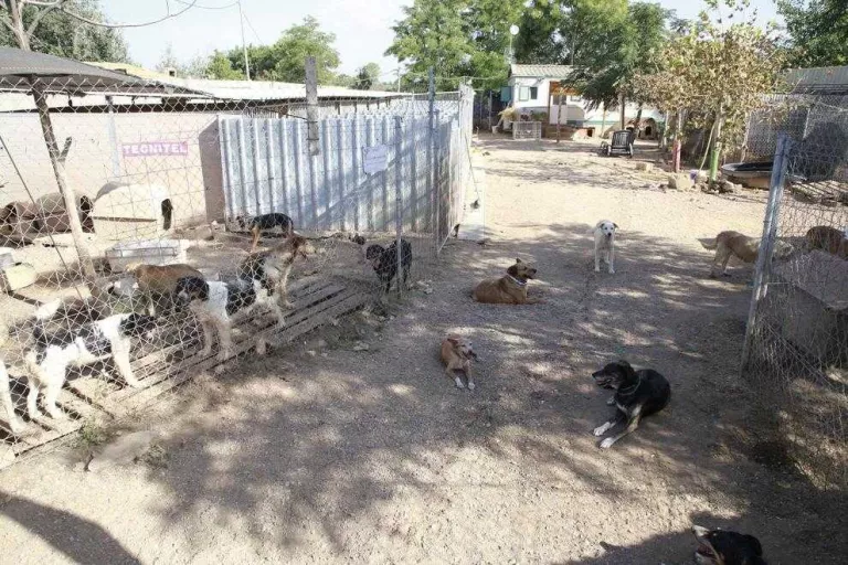 Lleida acumula tres avisos al dia als Mossos per abandó d'animals