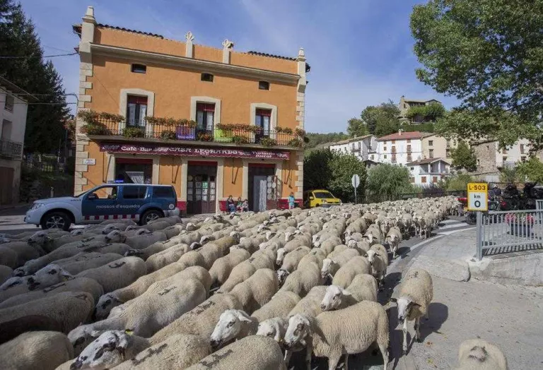 Més de 2.000 ovelles baixen de la muntanya de Seurí