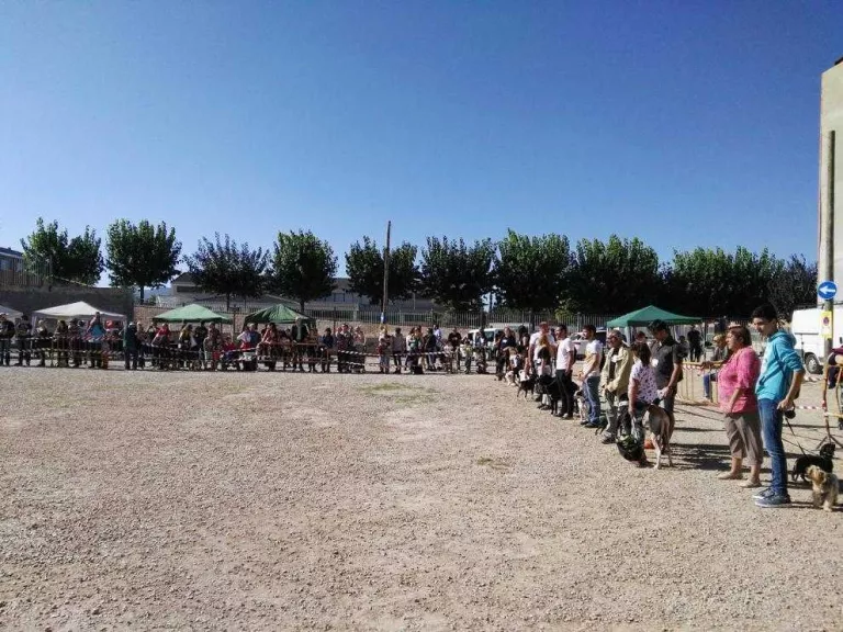 Més de seixanta gossos en l'exhibició de mascotes a les Borges Blanques
