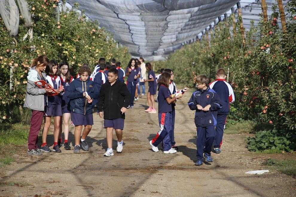 Fruilar confia que el preu de la pink lady pujarà un 10 per cent enguany