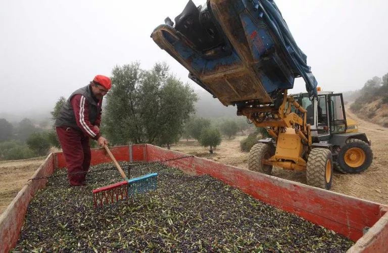 La producció d'oli augmenta aquest any un 30 per cent a Lleida