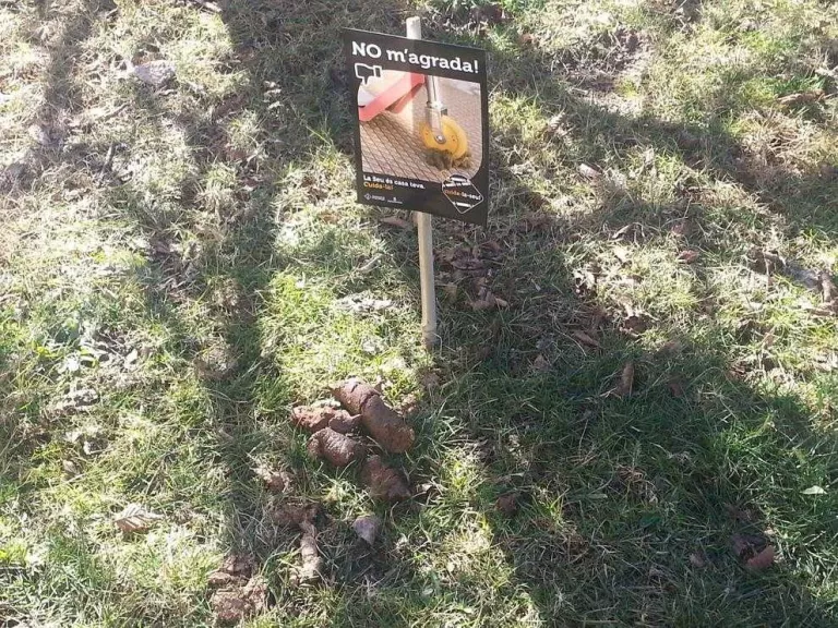 La Seu treu a concurs anàlisis d’ADN a gossos per multar els excrements al carrer