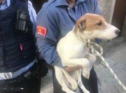 Nou imputats en un any per maltractament d’animals domèstics