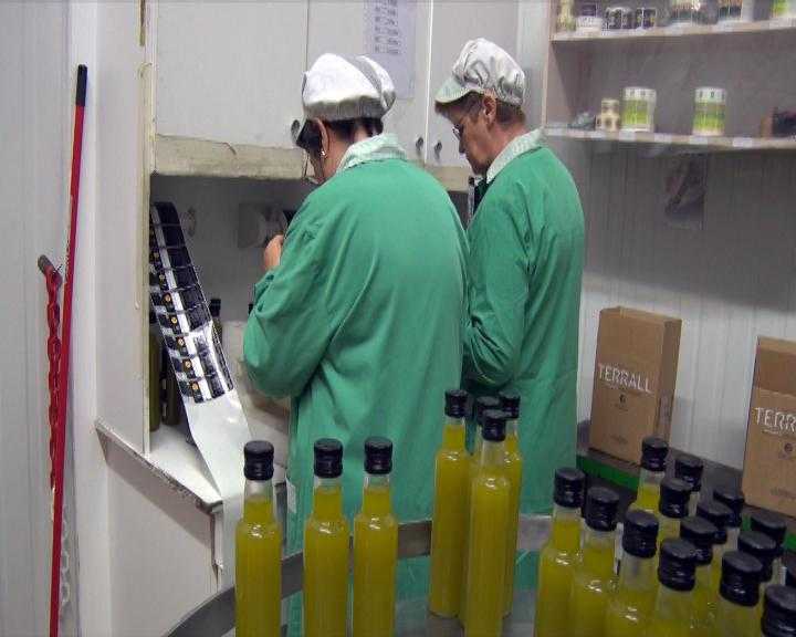 La campanya de collita d'oliva s’avança una setmana a les terres de Lleida