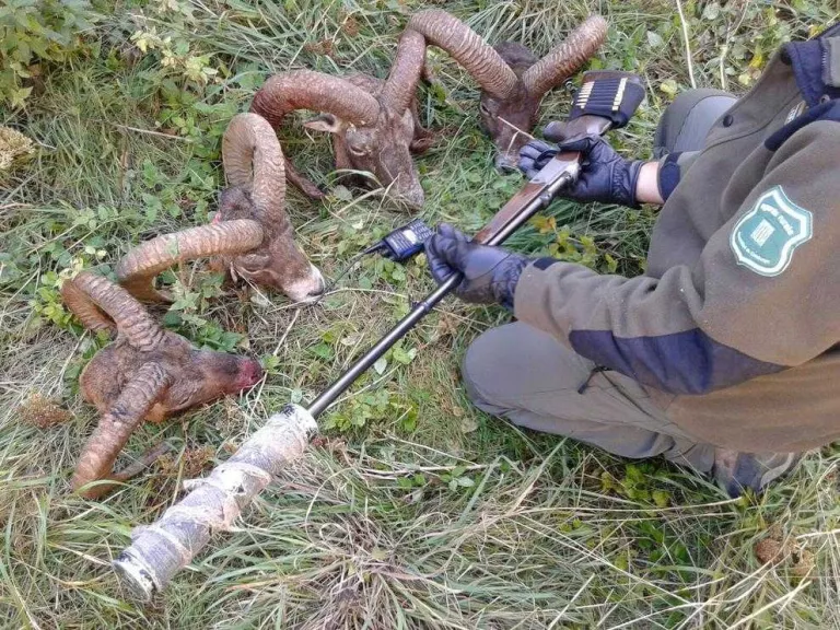 Els Agents Rurals detecten una xarxa de caçadors furtius professionals al Pirineu