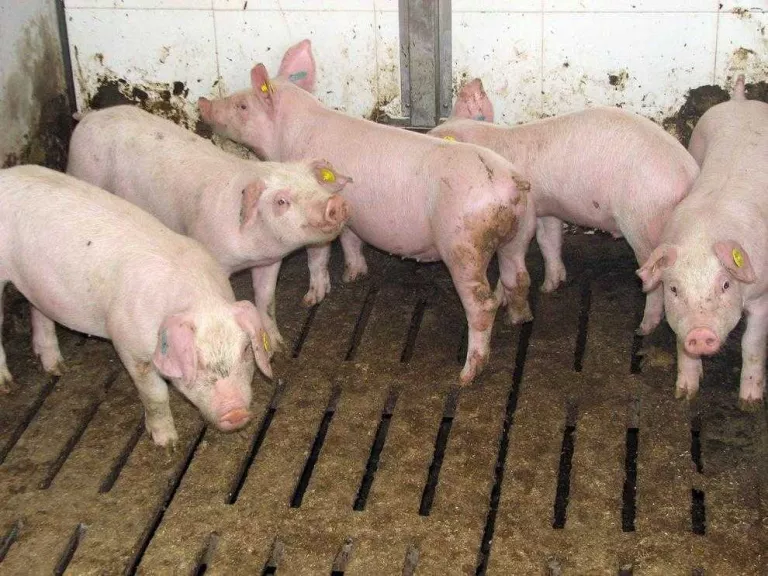 El porcí encara la fi d’any sense deixar la tendència baixista