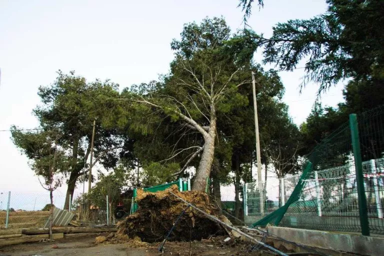 El temporal tanca el port de la Bonaigua i algunes pistes d’esquí i fa caure arbres al pla