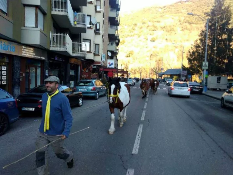 Transhumància amb llaços grocs en favor de Serret
