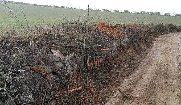 Ecologistes alerten d'una tala agressiva i indiscriminada d'arbres a Tàrrega