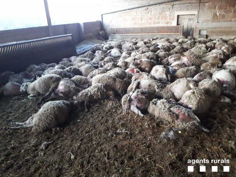 Moren asfixiades 253 ovelles a Llobera per l'atac de dos gossos