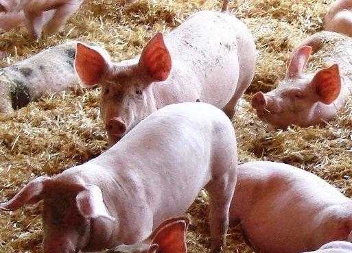 El porcí encadena quatre setmanes de pujades de preu
