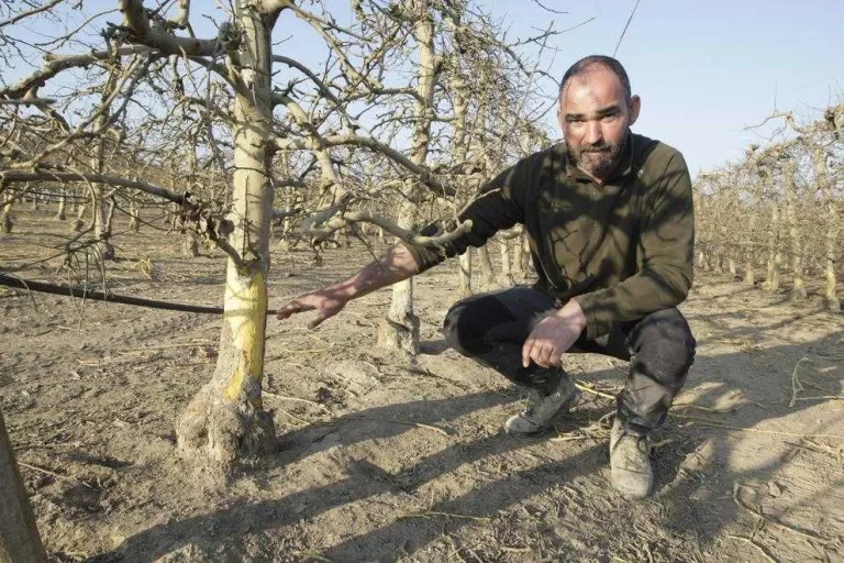 Estat d'emergència de caça al Segrià i les Garrigues amb 162 conills per quilòmetre quadrat
