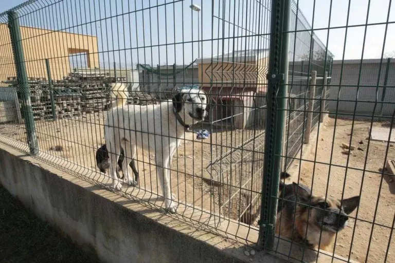 Alerten del risc de l'abandó de gossos a les carreteres del Segrià