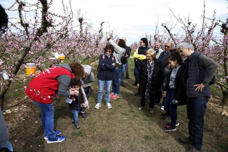 Més de 1.200 turistes als camps en flor del Segrià