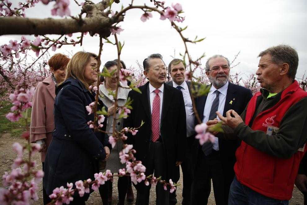 La Diputació vol convertir Aitona en el "Japó català" exportant el Fruiturisme