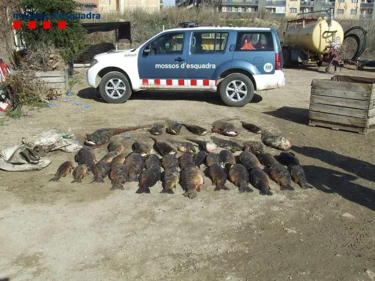 Desenes de pescadors obren la temporada a Lleida malgrat el fred
