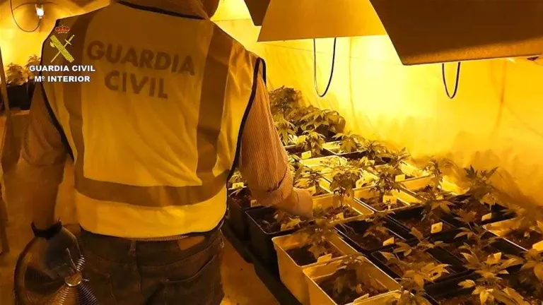 Absolt de traficar amb marihuana el president d'un club de cannabis perquè desconeixia que era delicte