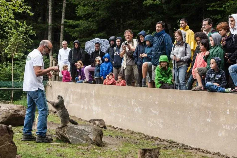 Aran Park obre la temporada amb una nova parella de galls fers