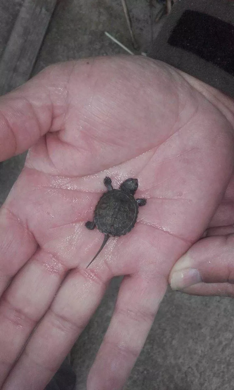 La segona cria de tortuga a l'Estany constata la reproducció de l'espècie en alt risc d'extinció