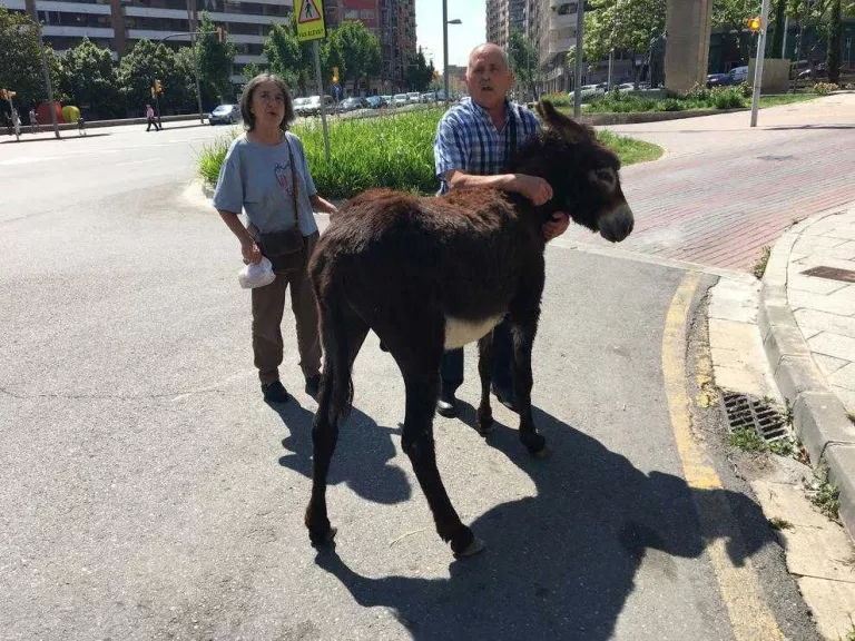 Un burro a la fuga es passeja per Lleida