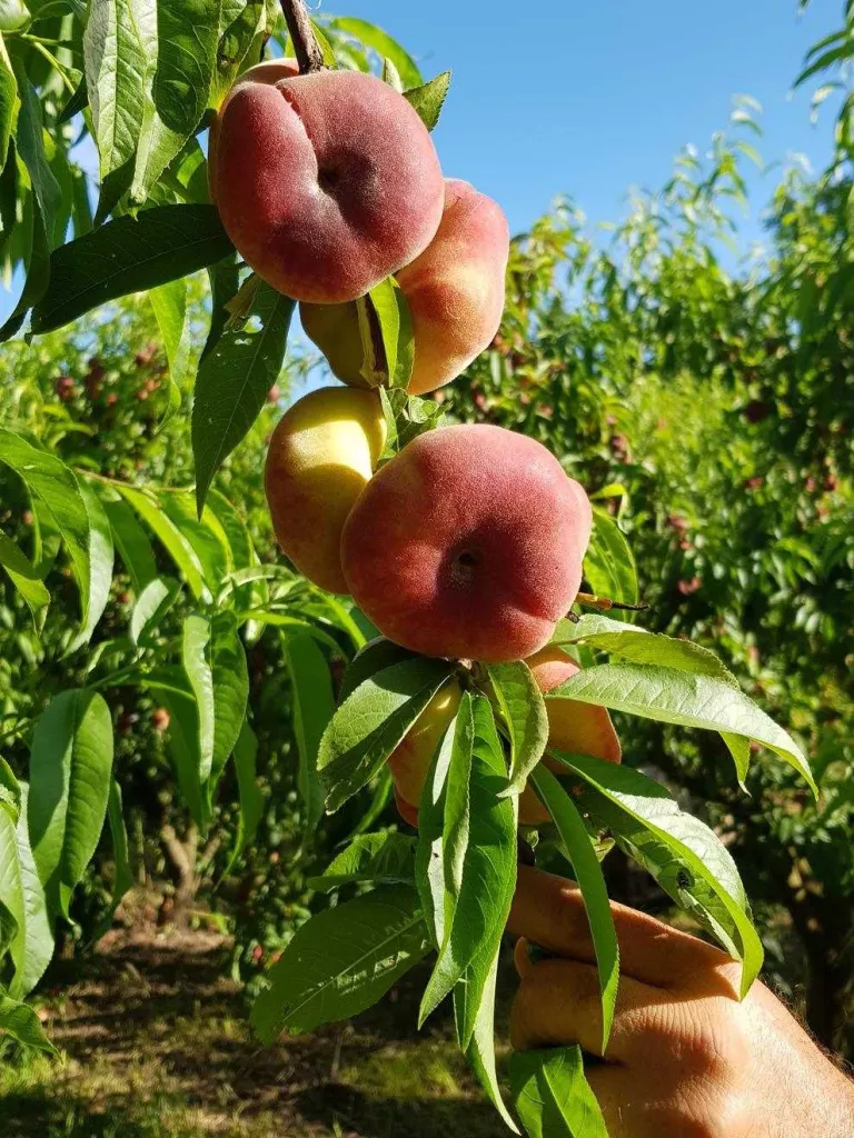 Acusen la distribució de pressionar per frenar els preus de la fruita