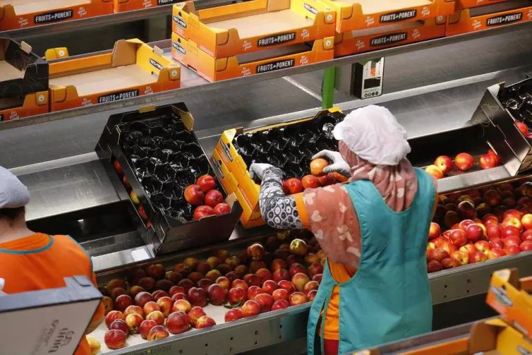 Fruits de Ponent assolirà els 500 treballadors aquesta campanya