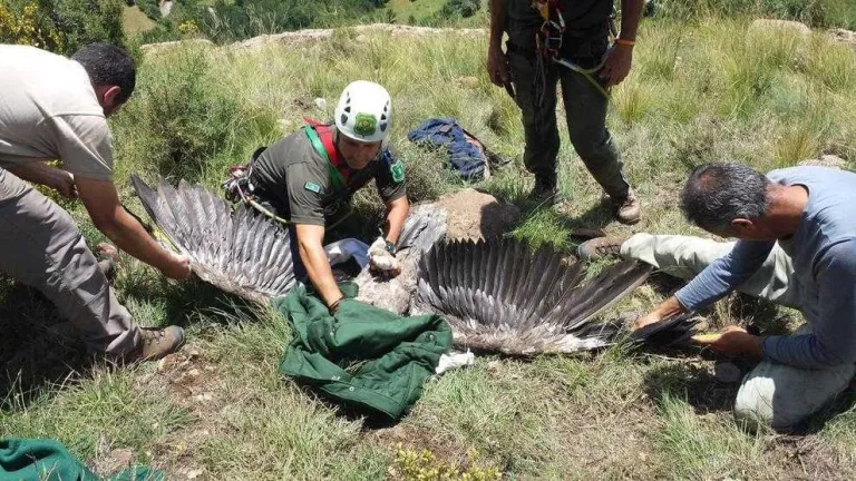 Seguiment amb GPS a dos trencalossos al Pallars Jussà