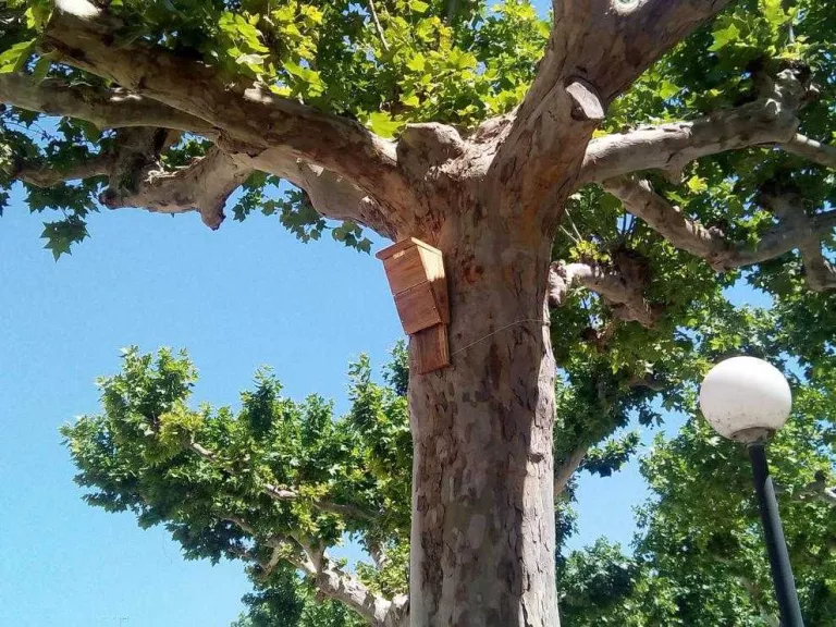 Bellvís combatrà la plaga de mosquits utilitzant muricecs i orenetes